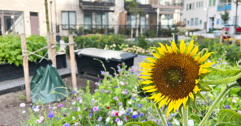 Solros i förgrunden, hus i bakgrunden.