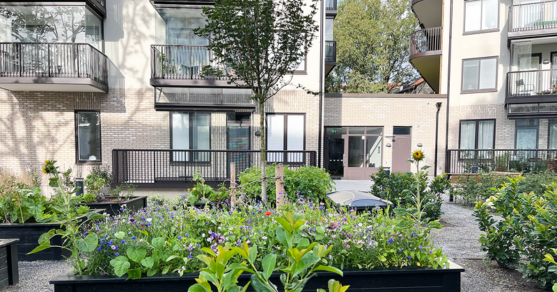 Odlingslådor med ängsblommor, hus i bakgrunden