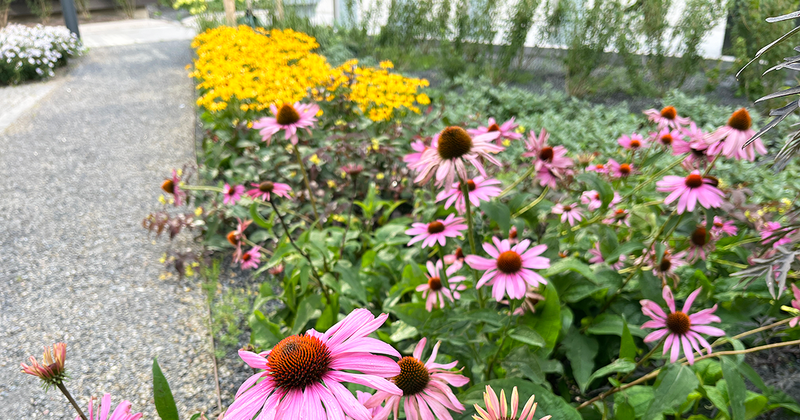 rabatt med rosa och gula blommor.