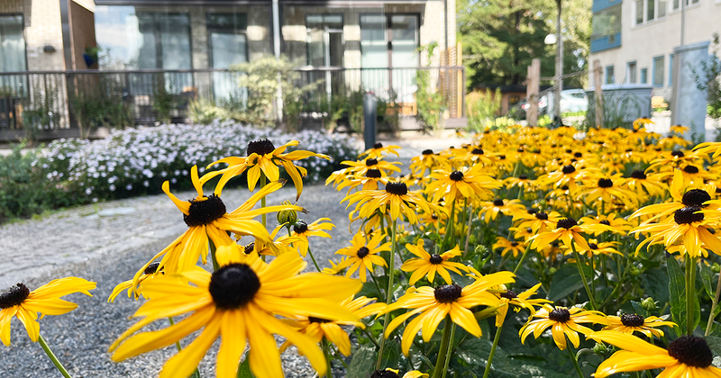 Brandgula blommor i förgrunden, vita blommor i bakgrunden framför ett lägenhetshus med vit fasad.