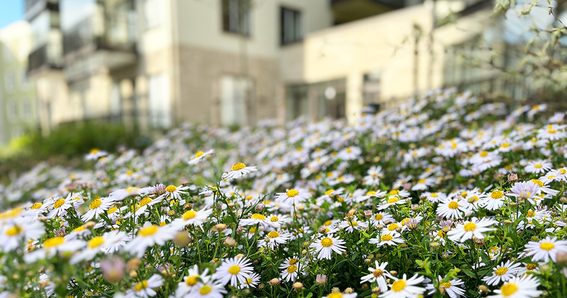 Ett hav av tagetes, vita blommor med gul mitt. I bakgrund ses lägenhetshuset suddigt med vit fasad.
