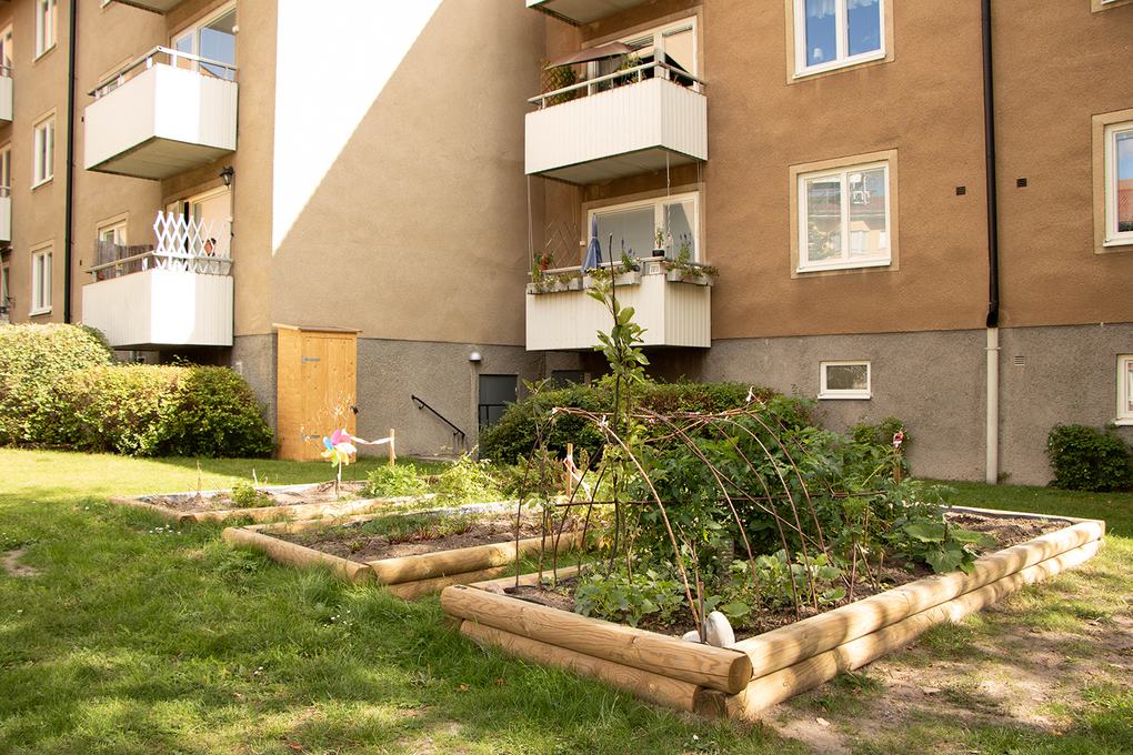 Odlingar på en innergård. I bakgrunden bruna lägenhetshus med vita balkonger.