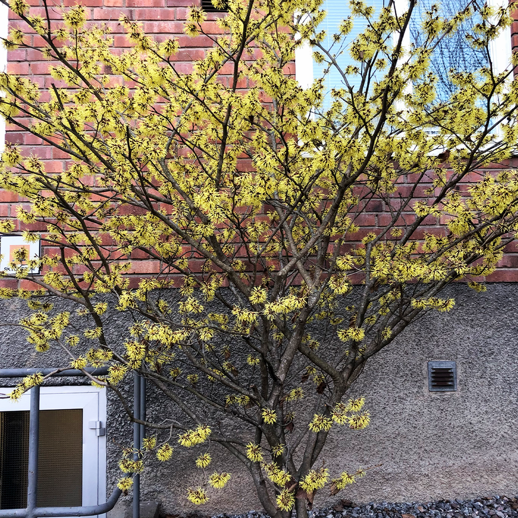 Visar trädet Trollhassel på Erik Sandbergsgatan.