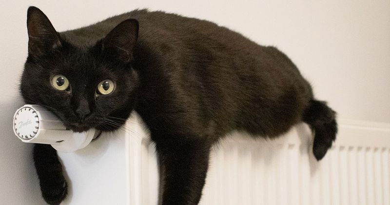 En svart katt ligger på ett element.