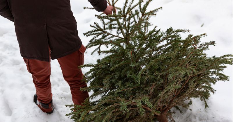 Man som drar en julgran i snön efter sig.